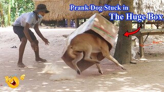 Wow !! Prank Dog Stuck in the Super Huge Box - Very Funny Video Prank , How to stop Laugh?