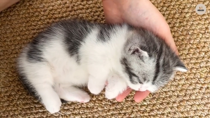 ลูกแมวน้อยน่ารักตัวหนึ่ง