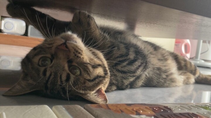 As soon as Catworm rolls over, it turns into a clip-on cat—its voice is ridiculously cute!