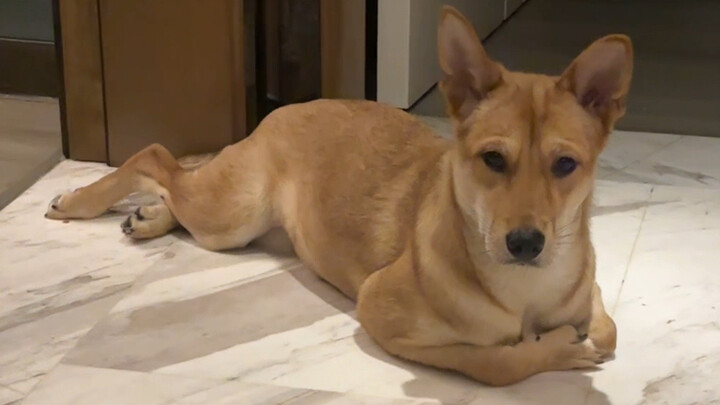 Did the little fan’s frog finally become a spirit?