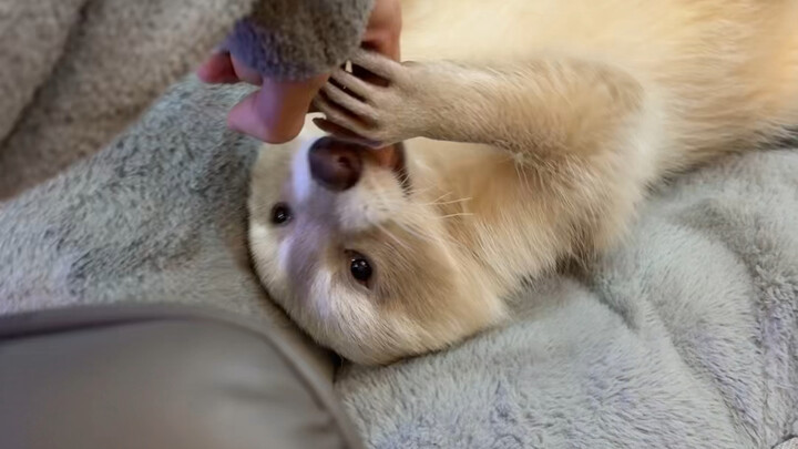 The little raccoon is entering its rebellious phase, while Xiaoxiao is becoming increasingly well-be