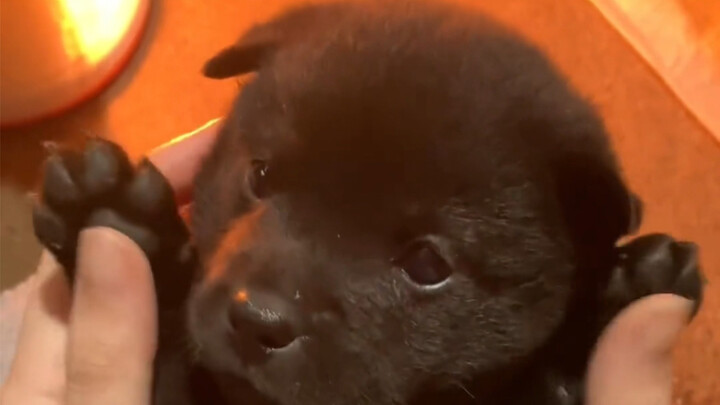 วันหยุดกลับบ้าน ตื่นเช้ามาในลานบ้านก็เจอสิ่งดำๆ กลุ่มหนึ่ง ใครเข้าใจบ้างนะ...