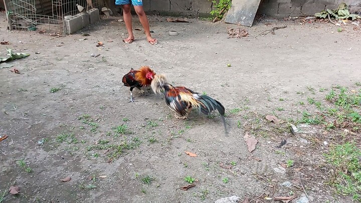 talisay vs pula Yung pula kuba