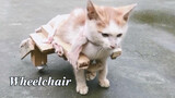 Made a wheelchair for the disabled kitten