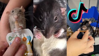 TikToks of Serotonin Potatoes - Rat Side of TikTok #5