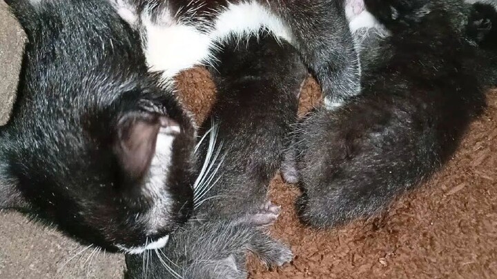 Sweet Millie is now a mommy❤️. Feeding and cleaning her two-weeks old kittens 😘😘😘