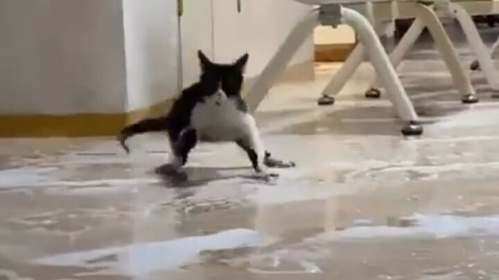 Ai đổ xà phòng vậy, trơn quá làm mèo suýt ngã!!!