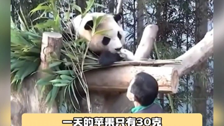 Fu Bao’s return to China is all about living the good life!