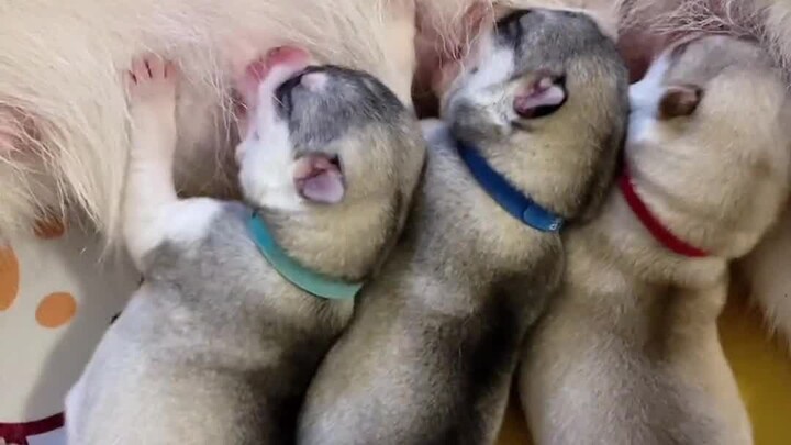 หมดคำจะพูด