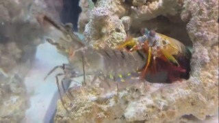 这是什么功夫？一拳崩断我的手！