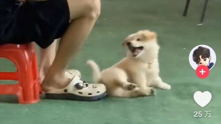 Cute puppy on TikTok and its owner