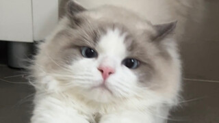 A whole year with my kitten!