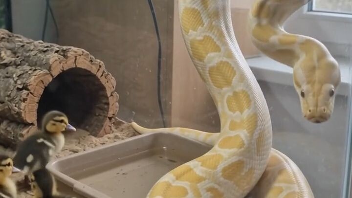 Python and the Ducklings