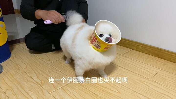 Không phải là tôi không đủ tiền mua vòng cổ Elizabeth, mà là xô đựng mì ăn liền tiết kiệm hơn.