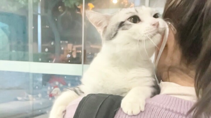 แม่จ๋า เล่าเรื่องที่แม่เลือกหนูจากกองลูกแมวตัวน้อยๆ อีกสักครั้งได้มั้ยนะ «วิดีโอบล็อก 04» พาเจ้าหมาไ