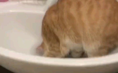 Cat: Stop recording and come help me out...