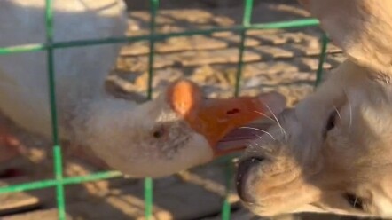 "The Goose-Goose-Killer" Real-Life Version