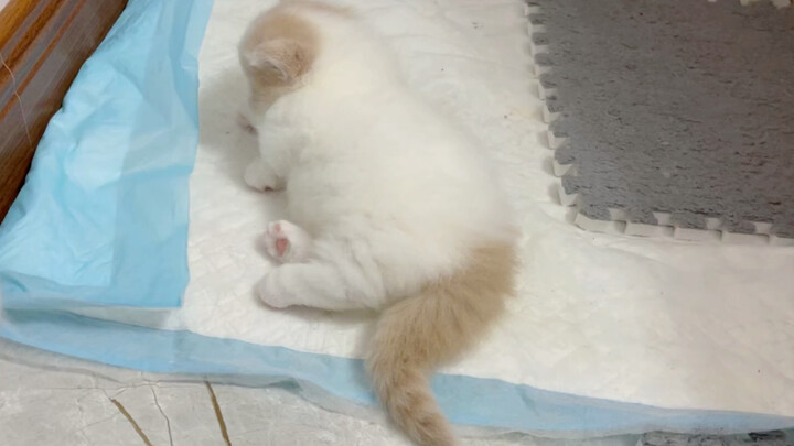 [Pets] Poofy Napoleon Is Such A Cutie!