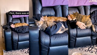 Orang yang dimanja oleh kucing cenderung membuat orang lain iri