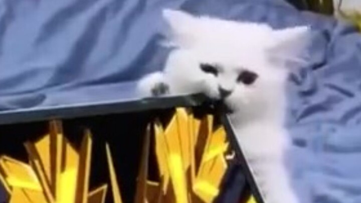 “Hey, take a good look at me!”