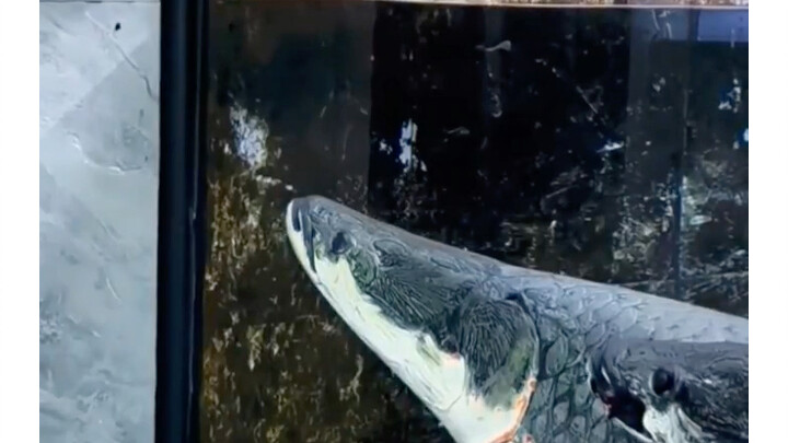 The fish is so fierce—what a lightning-fast reaction from the cat!