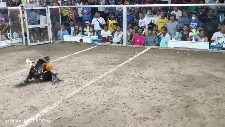 Boston Hatch Grey 🐓 (Loss)