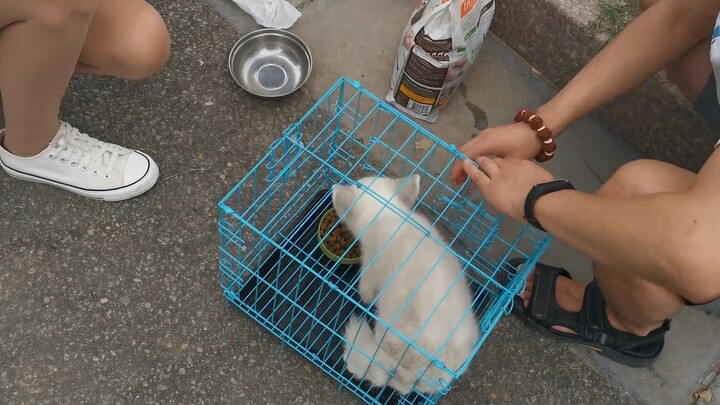 Cô cáo con đã được bán, chủ nhân mới là một cô gái tốt bụng, chàng trai vừa vui mừng vừa buồn bã.