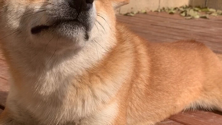 Is this something a dog would do? You just deal with it!