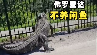 佛罗里达的鳄鱼们！