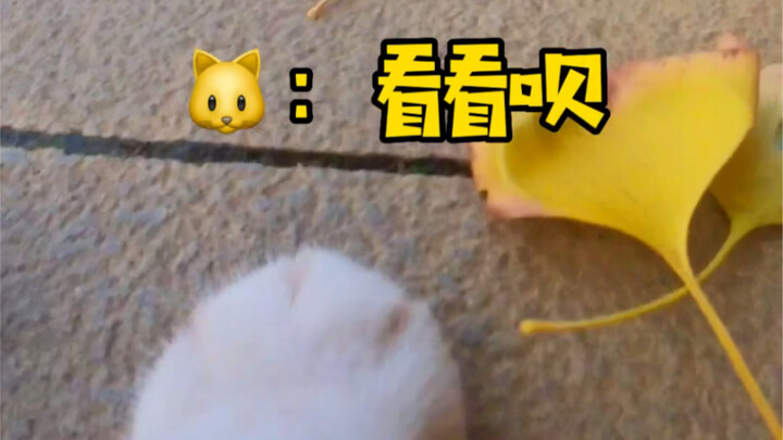这猫普通话过二甲了吧
