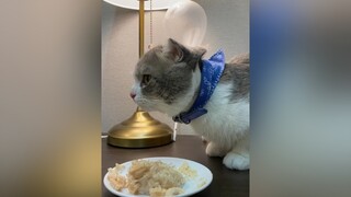 Nom nom catsoftiktok catlover cutecat mukbang fypシ foryou foryoupage britishshorthair