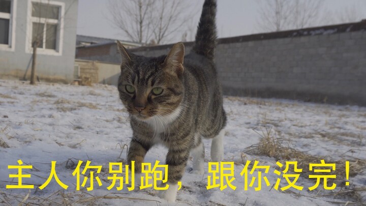 After a month-long disappearance, the owner was relentlessly chased by the “steel-boned” cat upon th