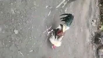 Papawis muna