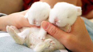 The Cutest Baby Bunnies - สุดยอดการรวบรวม!