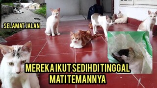 Inna lillahi wa inna ilaihi roji'un Anak Kucing Yang Di Gerogoti Belatung Hari Ini Meninggal Dunia.!