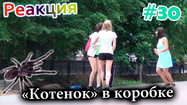 "Котенок" в Коробке / Meowing Spider Prank (Реакция 30)