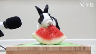 Kelinci kecil dengan kecepatan bicara super cepat ini membawakan pertunjukan makan semangka yang men