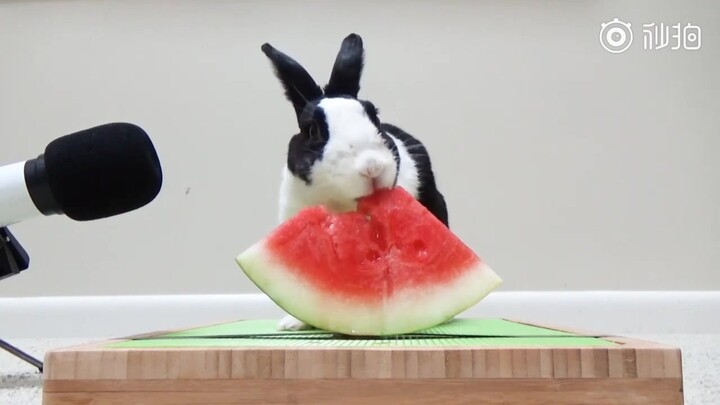嘴速超快的小兔几，带来清凉解暑的吃瓜表演，这声音听起来真舒服~