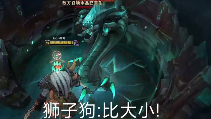 狮子狗:比大小!