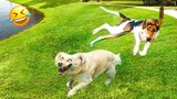 Funny Dogs And Cats Videos 2023 😅 - Best Funniest Animal Videos Of The Month #4