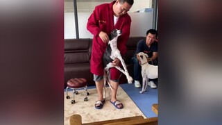 việt nam có dịch vụ masage cho mấy ẻm không mn ơi LearnOnTikTok petlover ReviewLamDep pet 🥰🥰🥰🥰 chó_cưng petloverdog🐾🐶😘🐕🥰fivi xuhuong dogs cún ngáohusky❤️🍀 trending chócute thúcưng chó TikTokDieuKy