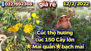 BG 12/2🌟Cúc Thọ Hương🌟Cúc Hoa Hồng🌟Cúc 150🌟Mai Quắn🌟Bạch Mai☎️0327892368💫CS Cần Thơ HG