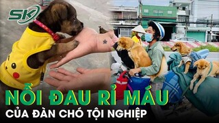 Hành Trình Về Cà Mau Của Đàn Chó Tội Nghiệp: Một Chú Chó Sống Sót, Nhưng Nỗi Đau Vẫn Rỉ Máu | SKĐS