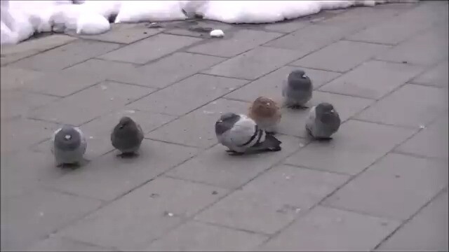 Vào mùa đông, chim bồ câu đều béo như quả bóng.