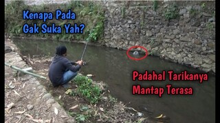 Herann?? Kenapa Pada Gak Suka Mancing Ikan ini? Padahal Tarikannya Mantap