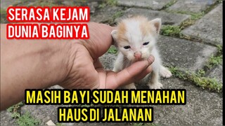 Allahu Akbar Bayi Kucing Merangkak Mencari Induknya Sambil Kehausan ..!