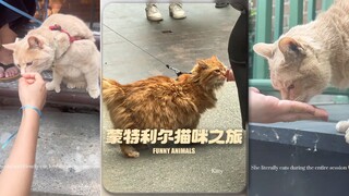 أحسد حقًا من يستطيع زيارة شارع كامل مليء بالقطط 🐈