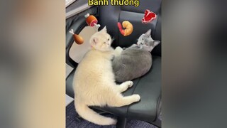 Chiêu gọi mèo không bao giờ lỗi thời 😌 meo meohay meow meomeo