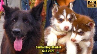 Saddar Dogs Market 13-8-2023 Karachi _ German Shepherd Pit bull Siberian Husky D