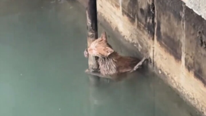 Kucing kecil, aku akan menyelamatkanmu!